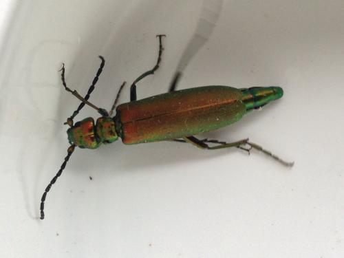 Lytta vesicatoria